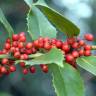 Fotografia 10 da espécie Ilex opaca do Jardim Botânico UTAD