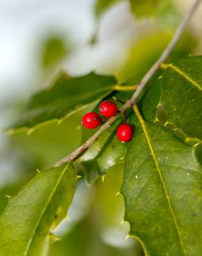 Fotografia 11 da espécie Ilex opaca no Jardim Botânico UTAD