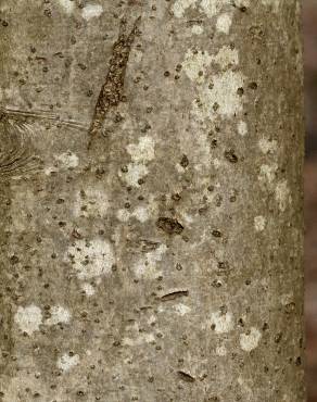 Fotografia 13 da espécie Ilex opaca no Jardim Botânico UTAD