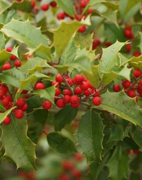 Fotografia 14 da espécie Ilex opaca no Jardim Botânico UTAD