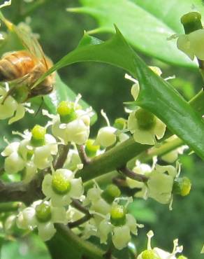 Fotografia 16 da espécie Ilex opaca no Jardim Botânico UTAD