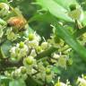 Fotografia 16 da espécie Ilex opaca do Jardim Botânico UTAD