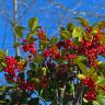 Fotografia 19 da espécie Ilex opaca do Jardim Botânico UTAD