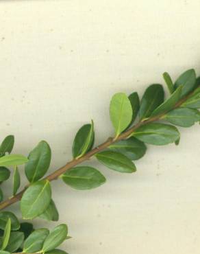 Fotografia 5 da espécie Ilex crenata no Jardim Botânico UTAD