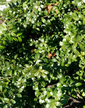 Fotografia 6 da espécie Ilex crenata no Jardim Botânico UTAD