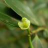 Fotografia 9 da espécie Ilex crenata do Jardim Botânico UTAD