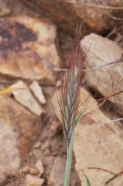 Fotografia da espécie Hordeum geniculatum