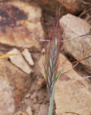 Fotografia 4 da espécie Hordeum geniculatum no Jardim Botânico UTAD