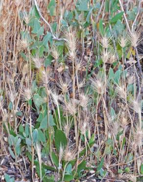 Fotografia 5 da espécie Hordeum geniculatum no Jardim Botânico UTAD