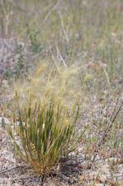 Fotografia da espécie Hordeum geniculatum