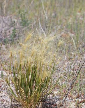 Fotografia 6 da espécie Hordeum geniculatum no Jardim Botânico UTAD