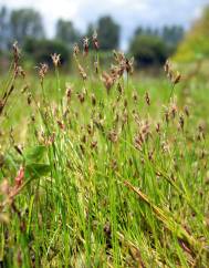 Eleocharis acicularis