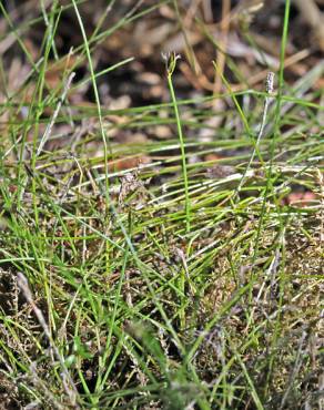 Fotografia 7 da espécie Eleocharis acicularis no Jardim Botânico UTAD