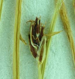 Fotografia da espécie Eleocharis acicularis