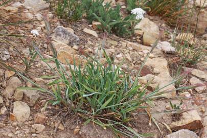 Fotografia da espécie Hordeum geniculatum