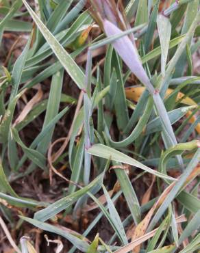 Fotografia 8 da espécie Hordeum geniculatum no Jardim Botânico UTAD