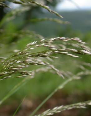 Fotografia 7 da espécie Deschampsia flexuosa no Jardim Botânico UTAD