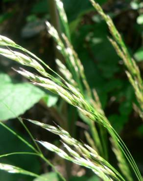 Fotografia 10 da espécie Deschampsia flexuosa no Jardim Botânico UTAD