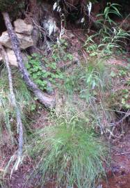 Fotografia da espécie Deschampsia flexuosa