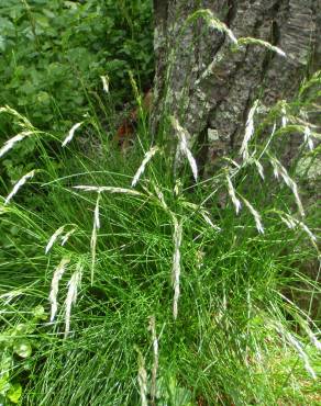 Fotografia 12 da espécie Deschampsia flexuosa no Jardim Botânico UTAD