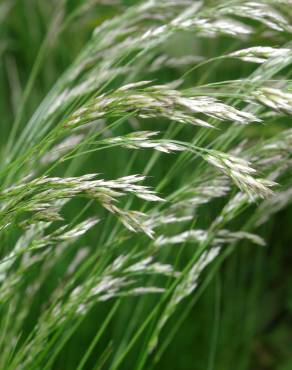 Fotografia 13 da espécie Deschampsia flexuosa no Jardim Botânico UTAD