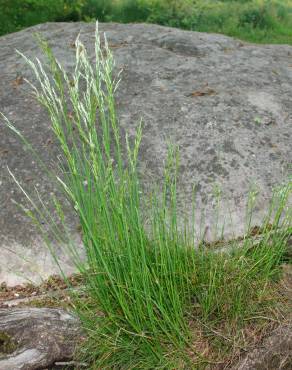 Fotografia 14 da espécie Deschampsia flexuosa no Jardim Botânico UTAD