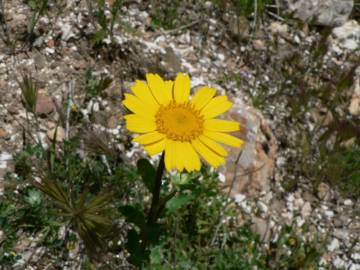 Fotografia da espécie Chrysanthemum segetum