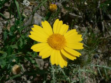 Fotografia da espécie Chrysanthemum segetum