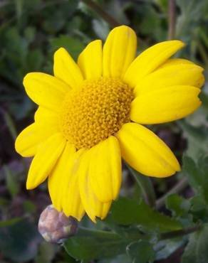 Fotografia 1 da espécie Chrysanthemum segetum no Jardim Botânico UTAD