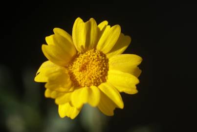 Fotografia da espécie Chrysanthemum segetum