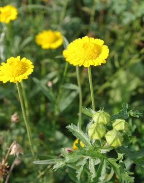 Fotografia 13 da espécie Chrysanthemum segetum no Jardim Botânico UTAD