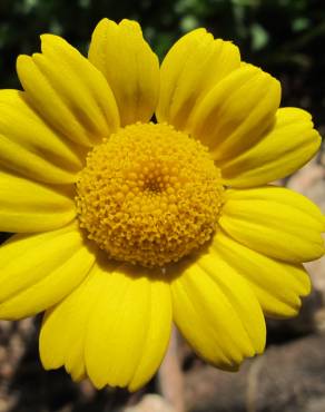 Fotografia 14 da espécie Chrysanthemum segetum no Jardim Botânico UTAD