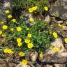 Fotografia 15 da espécie Chrysanthemum segetum do Jardim Botânico UTAD