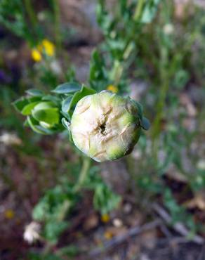 Fotografia 17 da espécie Chrysanthemum segetum no Jardim Botânico UTAD