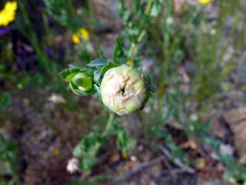 Fotografia da espécie Chrysanthemum segetum