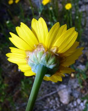 Fotografia 19 da espécie Chrysanthemum segetum no Jardim Botânico UTAD