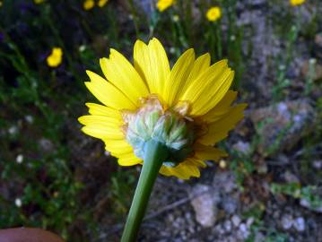 Fotografia da espécie Chrysanthemum segetum