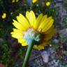 Fotografia 19 da espécie Chrysanthemum segetum do Jardim Botânico UTAD