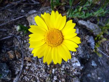 Fotografia da espécie Chrysanthemum segetum