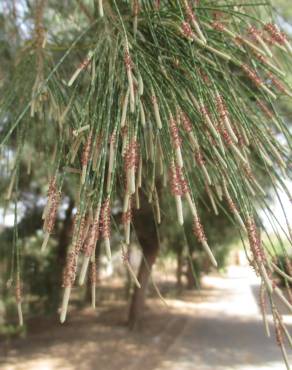 Fotografia 5 da espécie Casuarina equisetifolia no Jardim Botânico UTAD