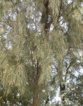 Fotografia 7 da espécie Casuarina equisetifolia no Jardim Botânico UTAD