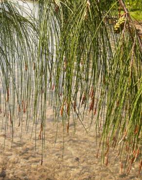 Fotografia 8 da espécie Casuarina equisetifolia no Jardim Botânico UTAD