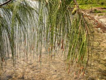 Fotografia da espécie Casuarina equisetifolia