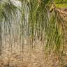 Fotografia 8 da espécie Casuarina equisetifolia do Jardim Botânico UTAD