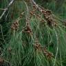 Fotografia 10 da espécie Casuarina equisetifolia do Jardim Botânico UTAD