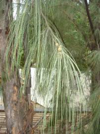 Fotografia da espécie Casuarina equisetifolia