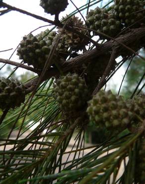 Fotografia 12 da espécie Casuarina equisetifolia no Jardim Botânico UTAD