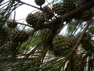 Fotografia da espécie Casuarina equisetifolia