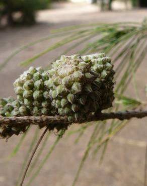 Fotografia 13 da espécie Casuarina equisetifolia no Jardim Botânico UTAD