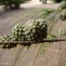 Fotografia 13 da espécie Casuarina equisetifolia do Jardim Botânico UTAD